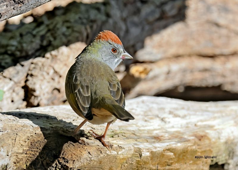 Green-tailed Towhee, Capulin Spring, Sandia Mts, NM, 9-12-2024_6257z.jpg