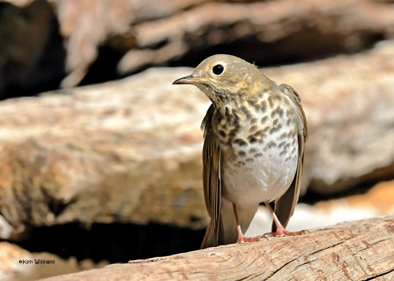 Hermit Thrush, Capulin Spring, Sandia Mts, NM, 8-31-2024__3311z.jpg