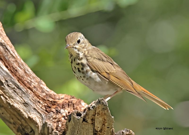 Hermit Thrush, Capulin Spring, Sandia Mts, NM, 8-31-2024__3317z.jpg