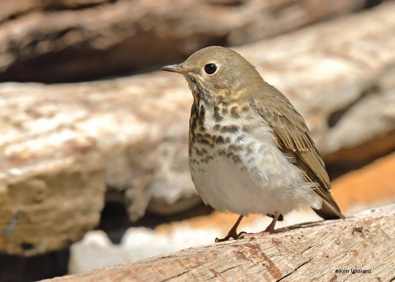 Hermit Thrush, Capulin Spring, Sandia Mts, NM, 8-31-2024__3327z.jpg