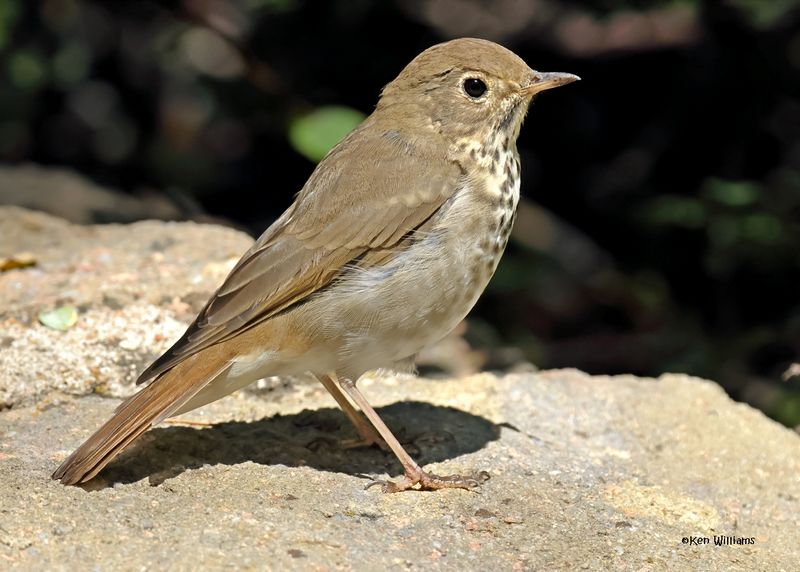 Hermit Thrush, Capulin Spring, Sandia Mts, NM, 8-31-2024__3423z.jpg