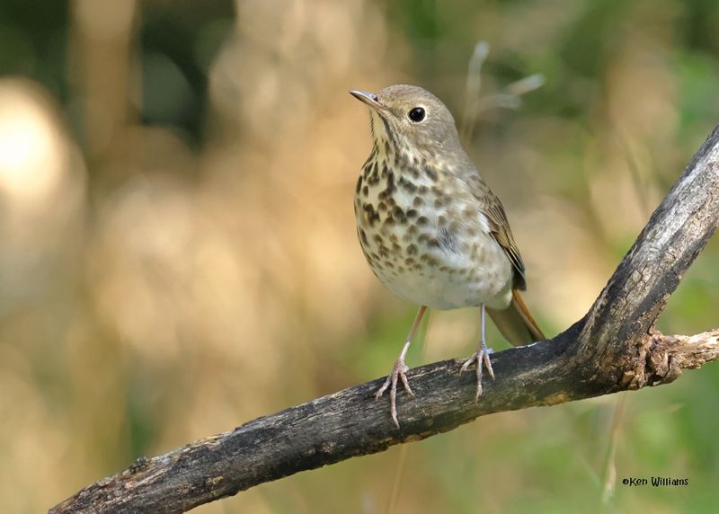 Hermit Thrush, Capulin Spring, Sandia Mts, NM, 9-12-2024_6171z.jpg