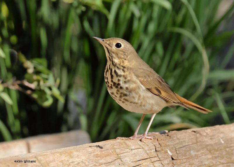 Hermit Thrush