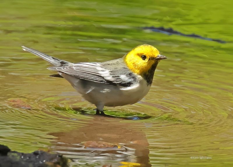 : Hermit Warbler: