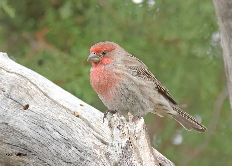House Finch male, Paradise, AZ. 9-2-2024_6165zD.jpg