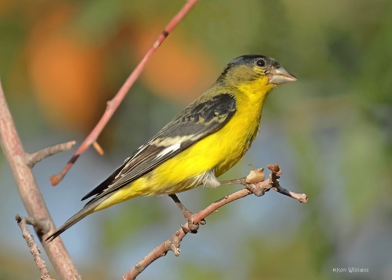Lesser Goldfinch male, Ash Canyon, Sierra Vista, AZ. 9-7-2024_3506zD.jpg