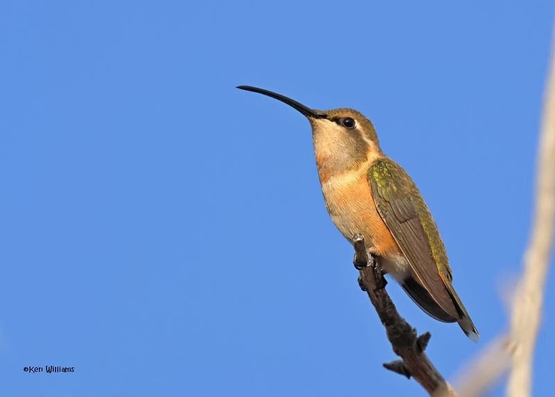 Lucifer Hummingbird female, Ash Canyon, Sierra Vista, AZ.  9-7-2024_3643z.jpg