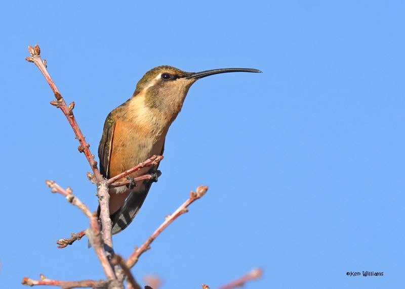 Lucifer Hummingbird female, Ash Canyon, Sierra Vista, AZ.  9-8-2024_4756z.jpg