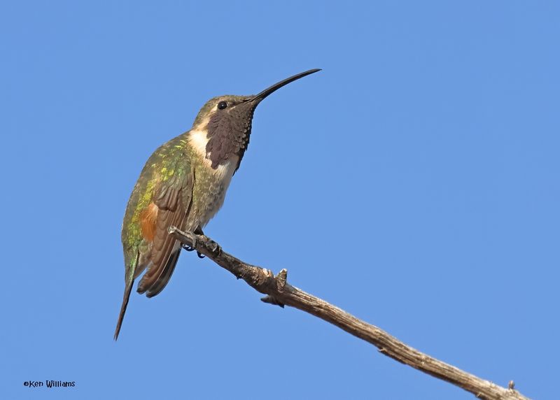 Lucifer Hummingbird male, Ash Canyon, Sierra Vista, AZ.  9-7-2024_3456z.jpg