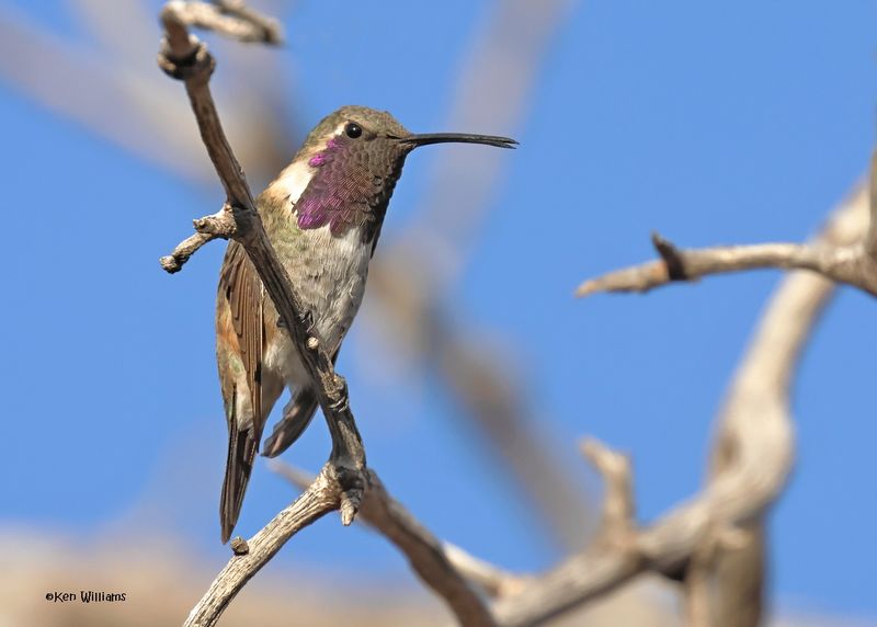Lucifer Hummingbird male, Ash Canyon, Sierra Vista, AZ.  9-7-2024_3568z.jpg