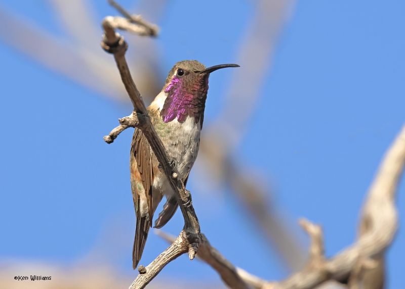 Lucifer Hummingbird male, Ash Canyon, Sierra Vista, AZ.  9-7-2024_3576z.jpg