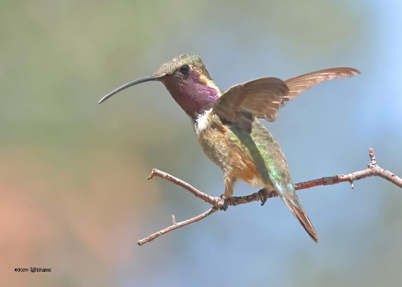 Lucifer Hummingbird male, Ash Canyon, Sierra Vista, AZ.  9-8-2024_4160zD.jpg