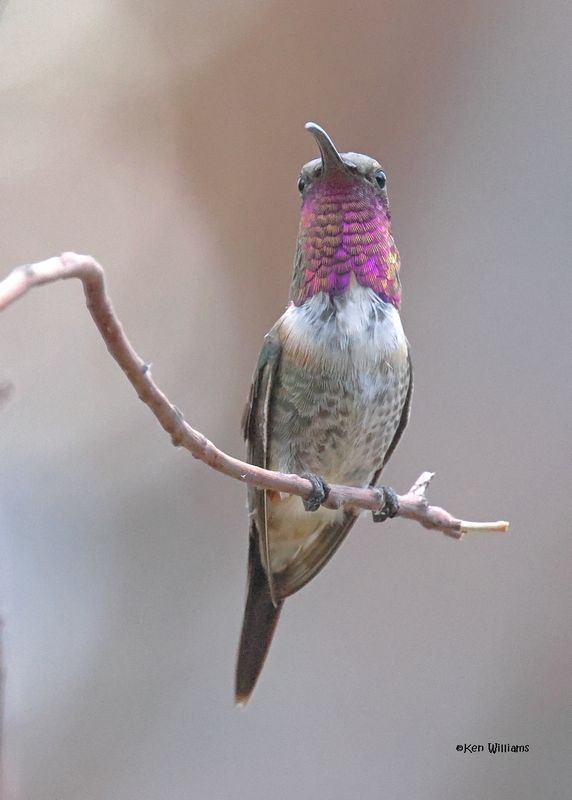 Lucifer Hummingbird male, Ash Canyon, Sierra Vista, AZ.  9-8-2024_4368z.jpg