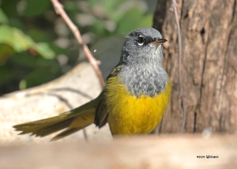 MacGillivray's Warbler, Capulin Spring, Sandia Mts, NM, 9-12-2024_6091z.jpg