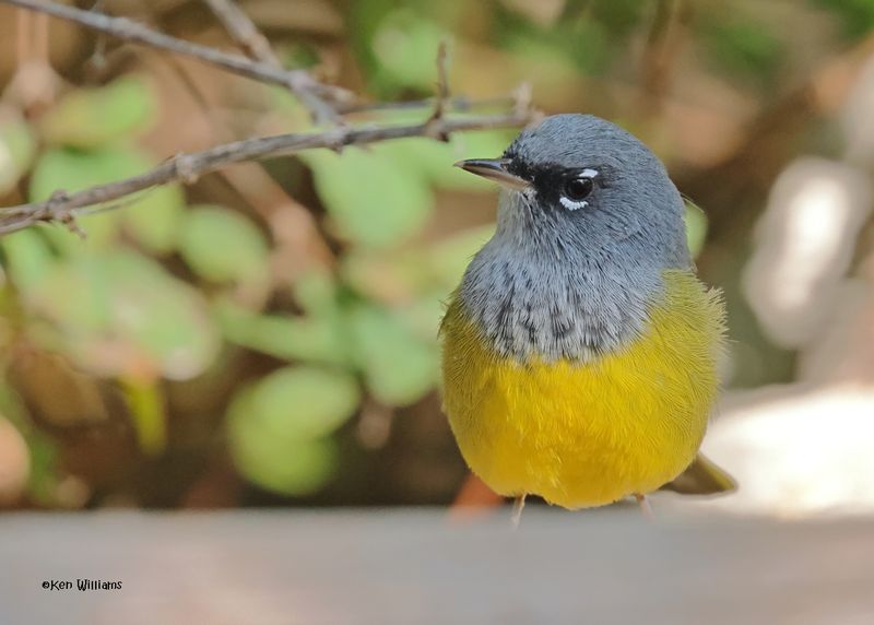 MacGillivray's Warbler, Capulin Spring, Sandia Mts, NM, 9-12-2024_6094z.jpg