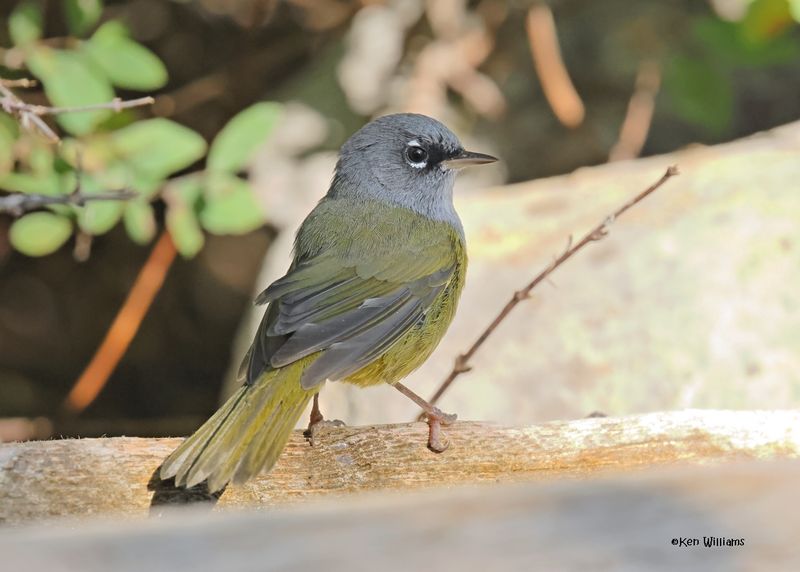 MacGillivray's Warbler, Capulin Spring, Sandia Mts, NM, 9-12-2024_6102z.jpg
