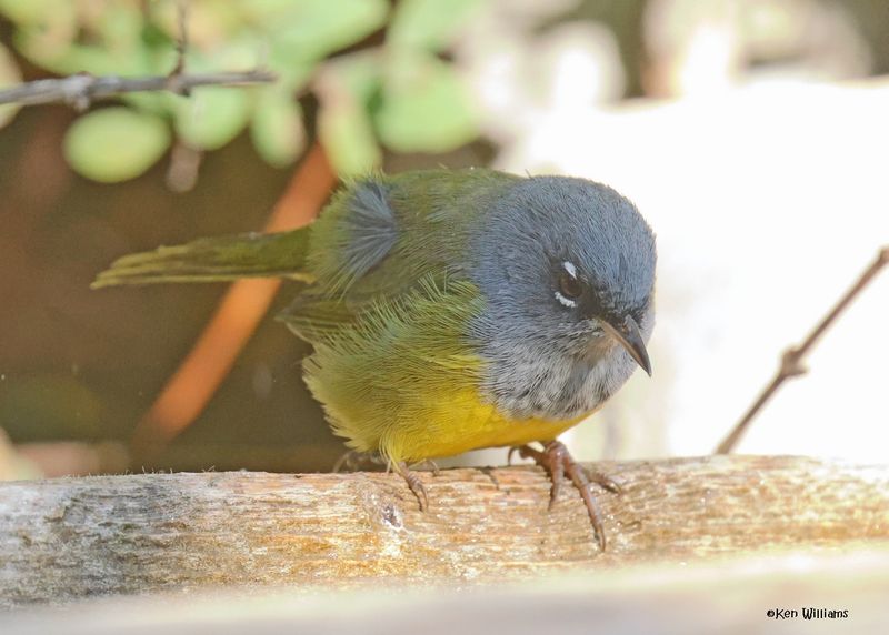 : MacGillivary's Warbler :