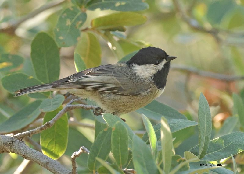 Mexican Chickadee