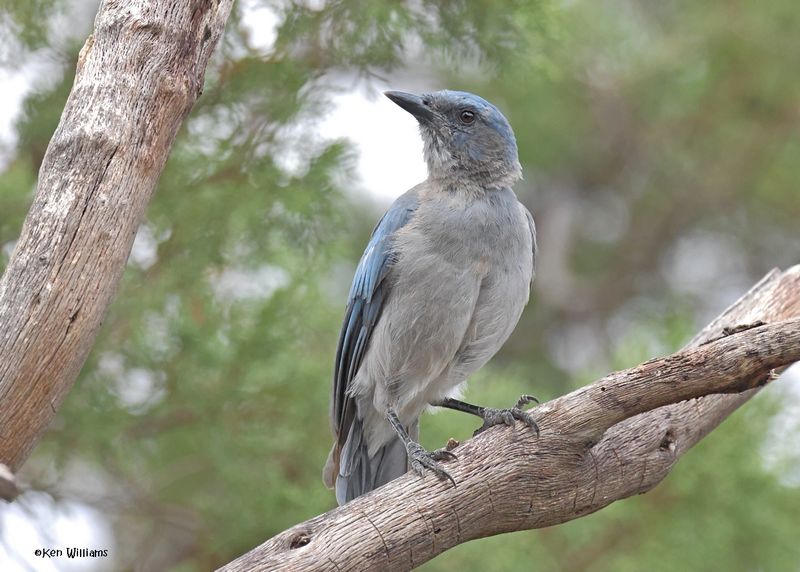 Mexican Jay