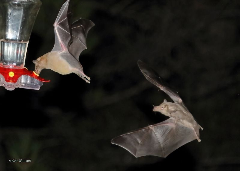 Bats