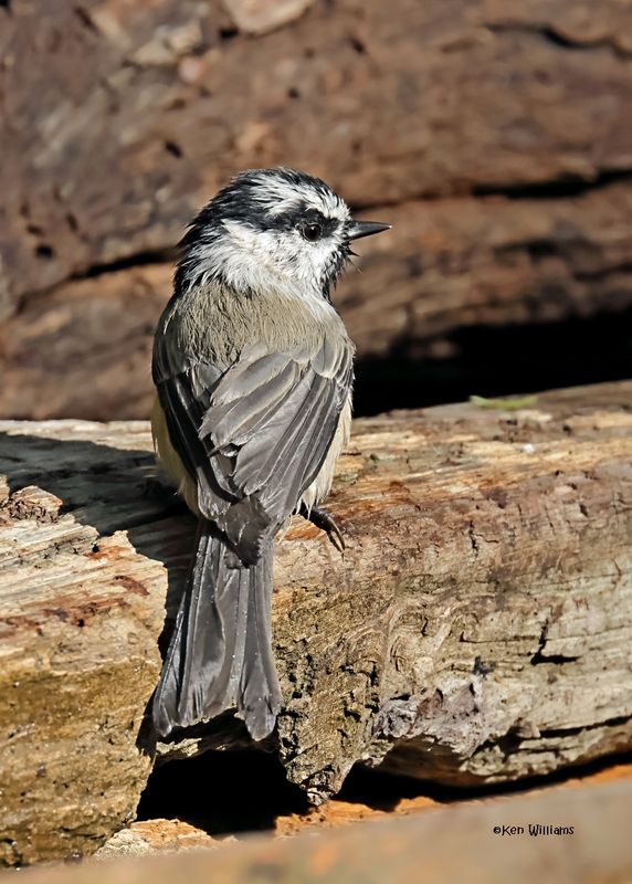 Mountain Chickadee, Capulin Spring, Sandia Mts, NM, 8-31-2024__3008z.jpg