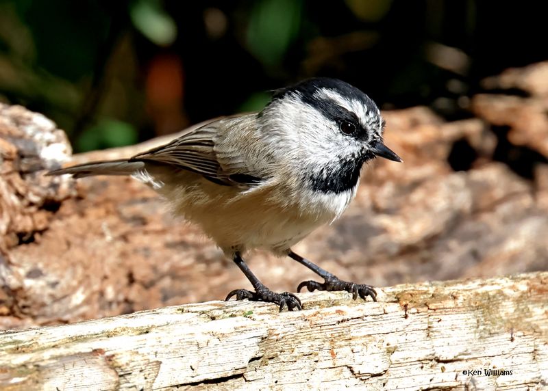 Mountain Chickadee, Capulin Spring, Sandia Mts, NM, 8-31-2024__3208z.jpg