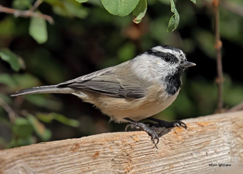 Mountain Chickadee, Capulin Spring, Sandia Mts, NM, 8-31-2024__3479z.jpg
