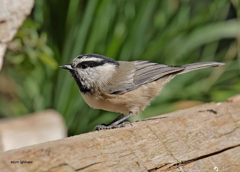 Mountain Chickadee, Capulin Spring, Sandia Mts, NM, 9-12-2024_6353z.jpg