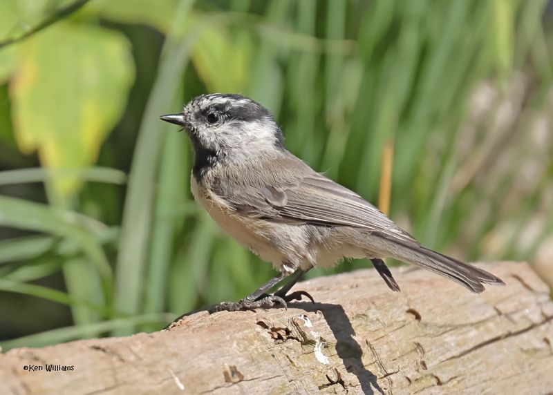 Mountain Chickadee