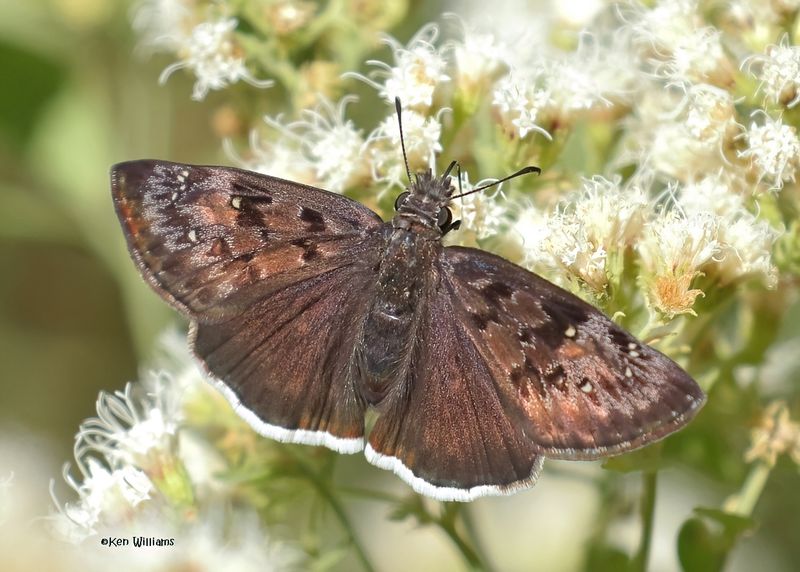 Duskywings