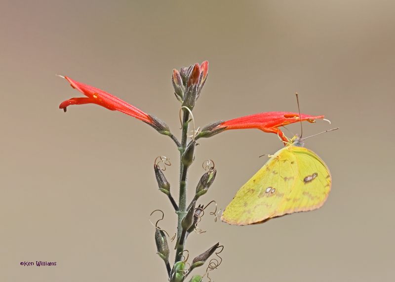 Orange-barred Sulphur