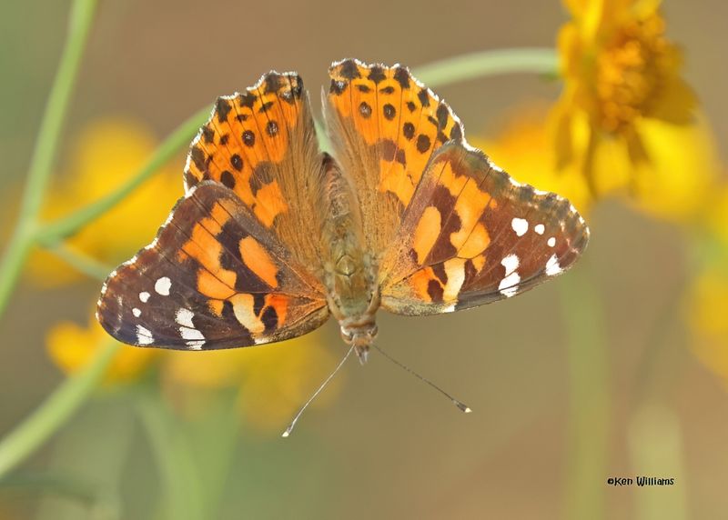 Painted Lady