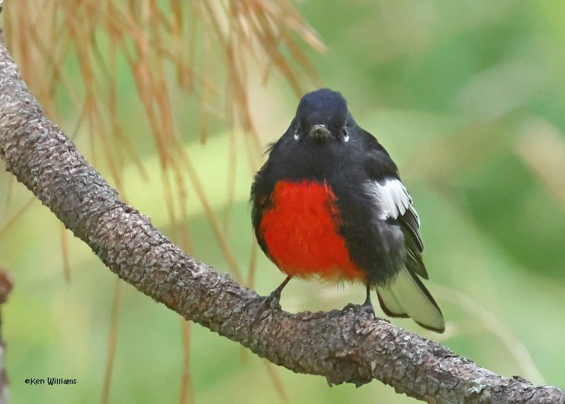 Painted Redstart, Barfoot Park, AZ. 9-5-2024_0079zD.jpg
