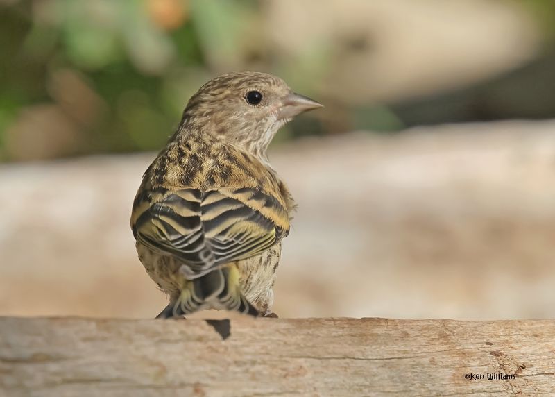 Pine Siskin, Capulin Spring, Sandia Mts, NM, 9-12-2024_6082z.jpg