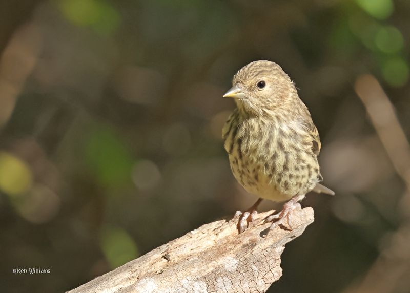 Pine Siskin, Capulin Spring, Sandia Mts, NM, 9-12-2024_6146z.jpg