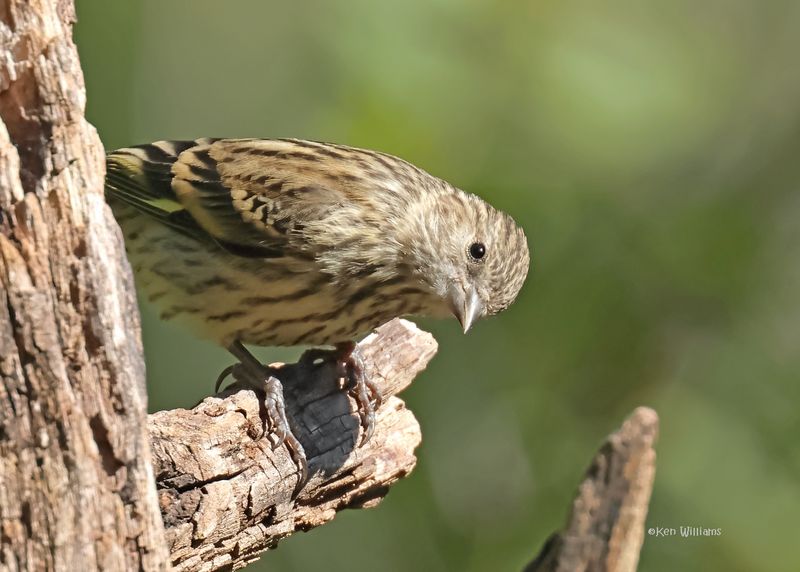 Pine Siskin, Capulin Spring, Sandia Mts, NM, 9-12-2024_6357z.jpg