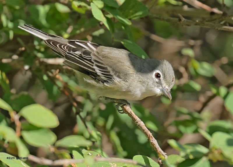 Plumbeous Vireo Capulin Spring, Sandia Mts, NM, 9-12-2024_6043z.jpg