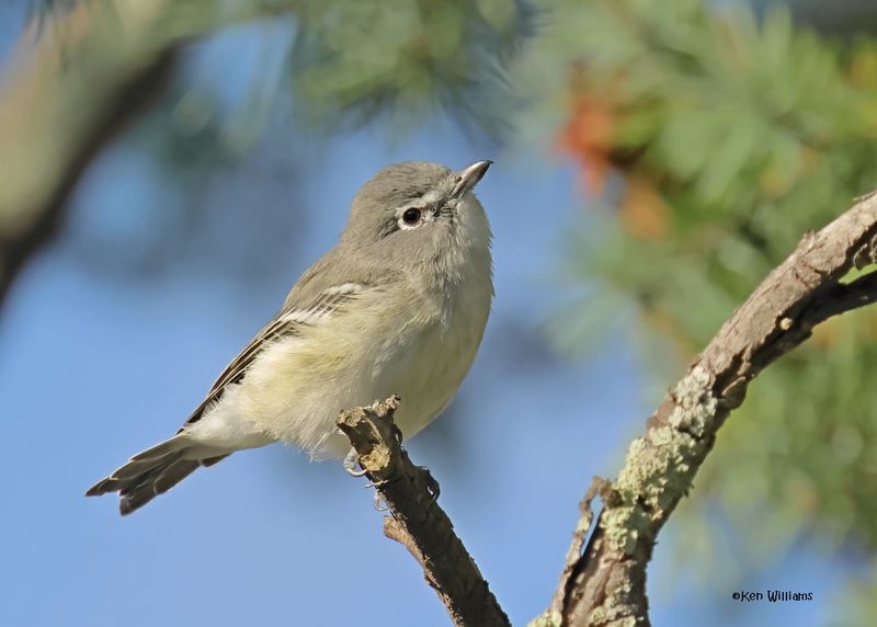 Plumbeous Vireo, Paradise, AZ. 9-2-2024__5180z.jpg