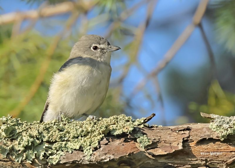 Plumbeous Vireo, Paradise, AZ. 9-2-2024__5201z.jpg