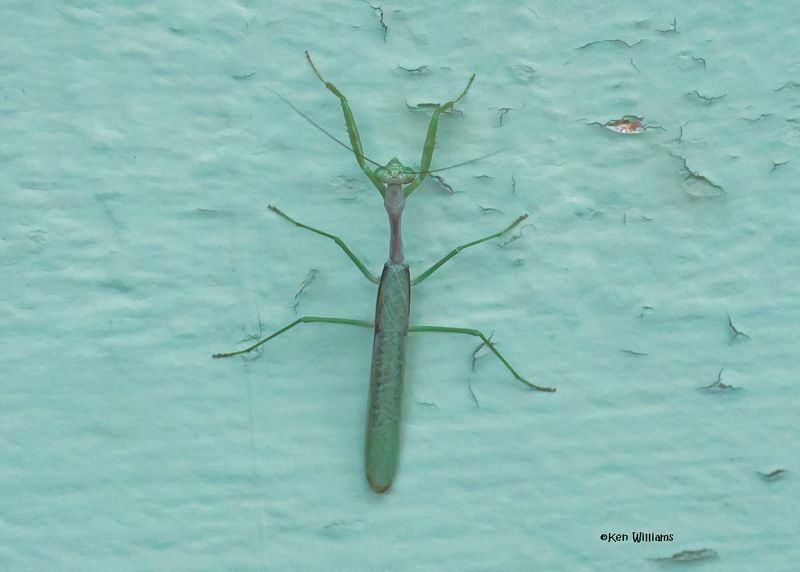Insects