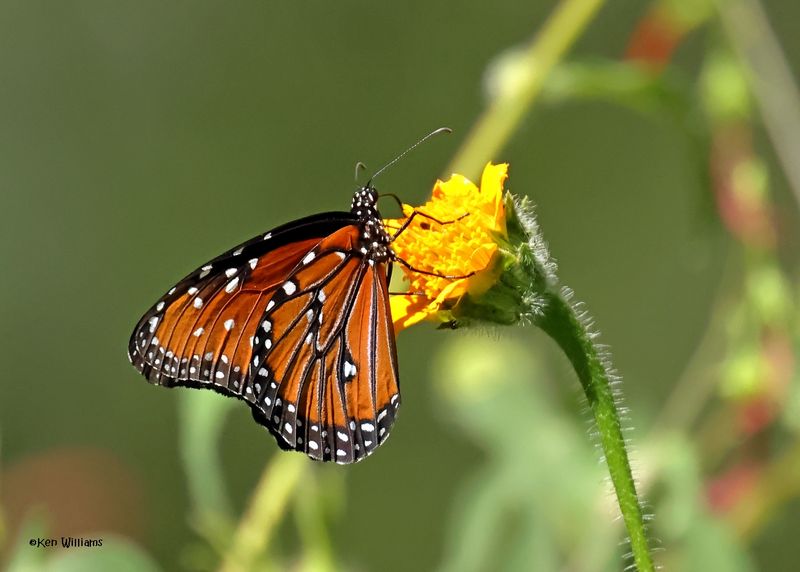 Monarch, Queen & Viceroy