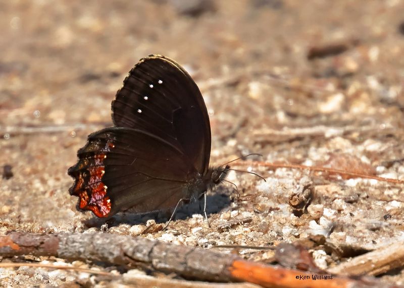 Red-bordered Satyr, Mt Lemmon, AZ, 9-10-2024_5626z.jpg