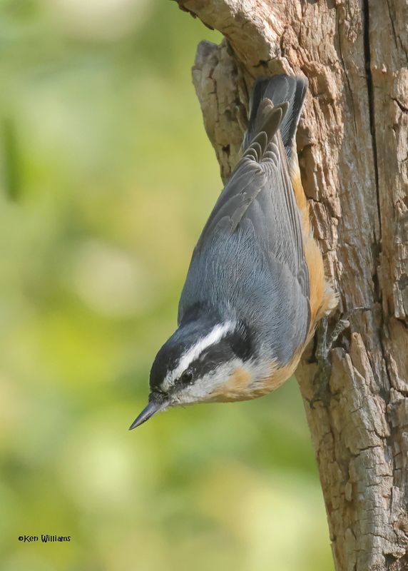 Red-breasted Nuthatch, Capulin Spring, Sandia Mts, NM, 9-12-2024_6074z.jpg