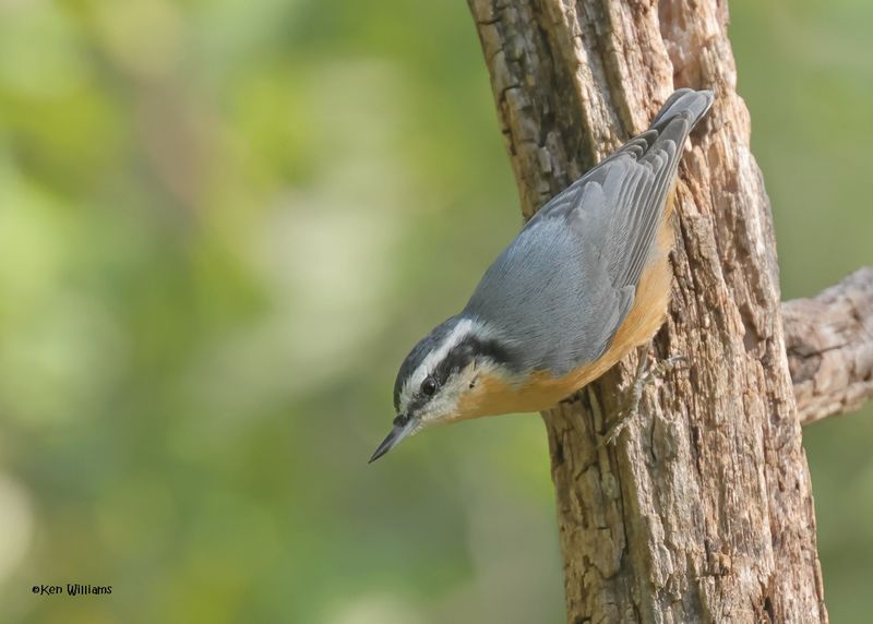 Red-breasted Nuthatch, Capulin Spring, Sandia Mts, NM, 9-12-2024_6224z.jpg