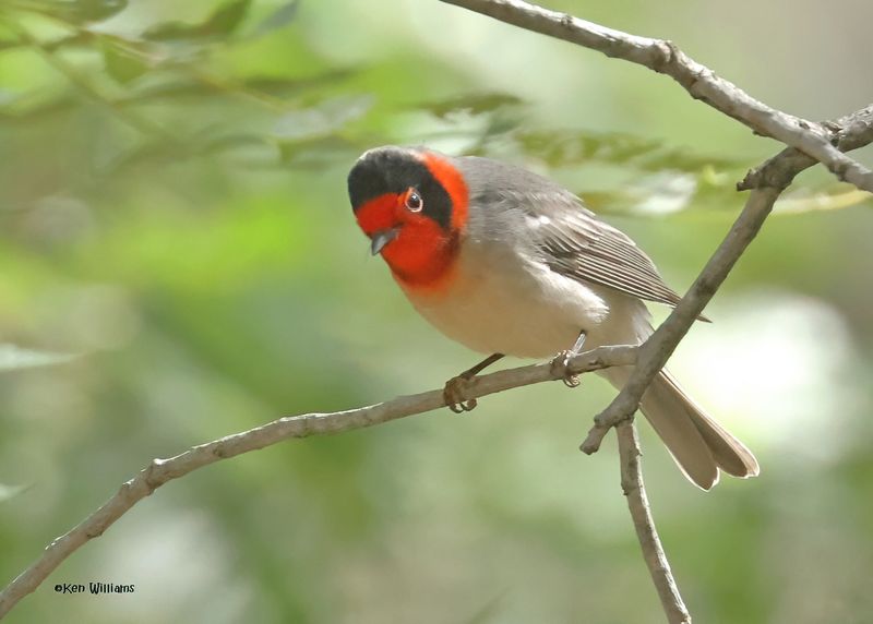 : Red-faced Warbler :