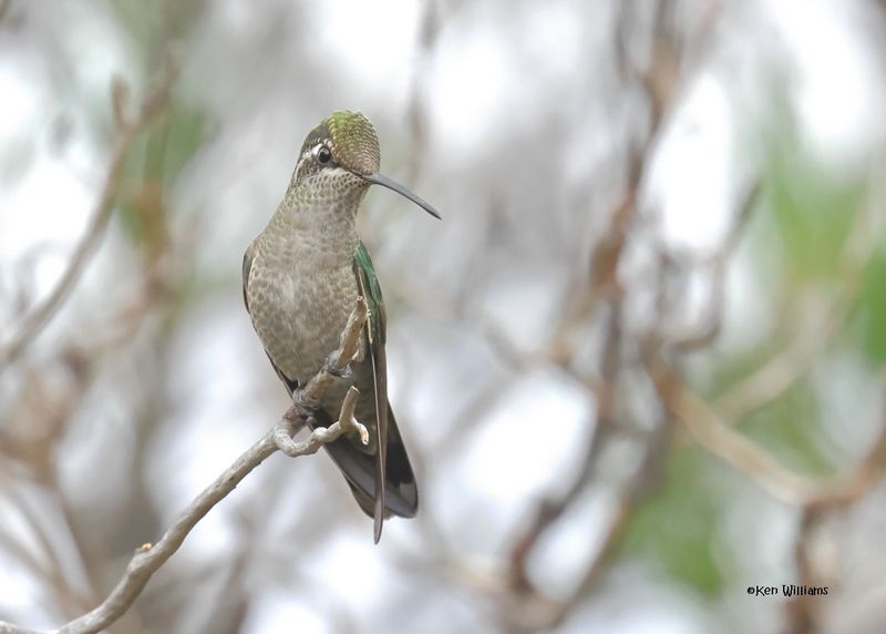 Rivoli's Hummingbird female, Paradise, AZ. 9-1-2024__4062z.jpg