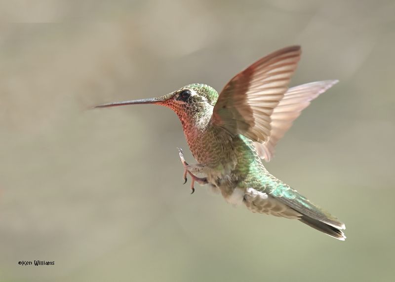 Rivoli's Hummingbird immature male, Paradise, AZ, 9-6-2024_0469z.jpg