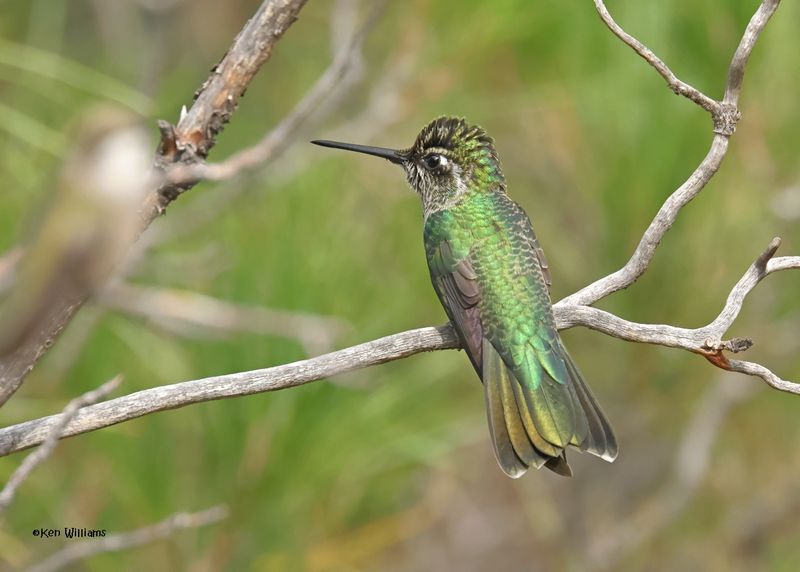Rivoli's Hummingbird immature male, Paradise, AZ. 9-1-2024__4492z.jpg