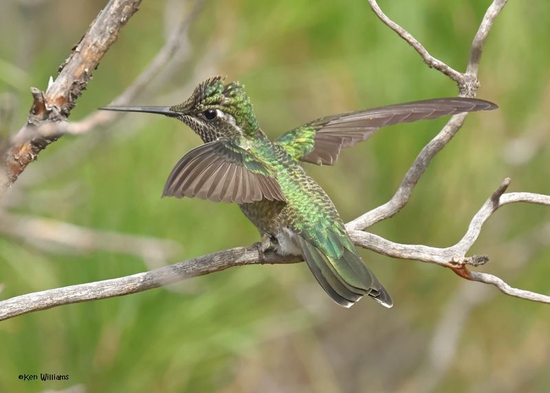 Rivoli's Hummingbird immature male, Paradise, AZ. 9-1-2024__4494z.jpg