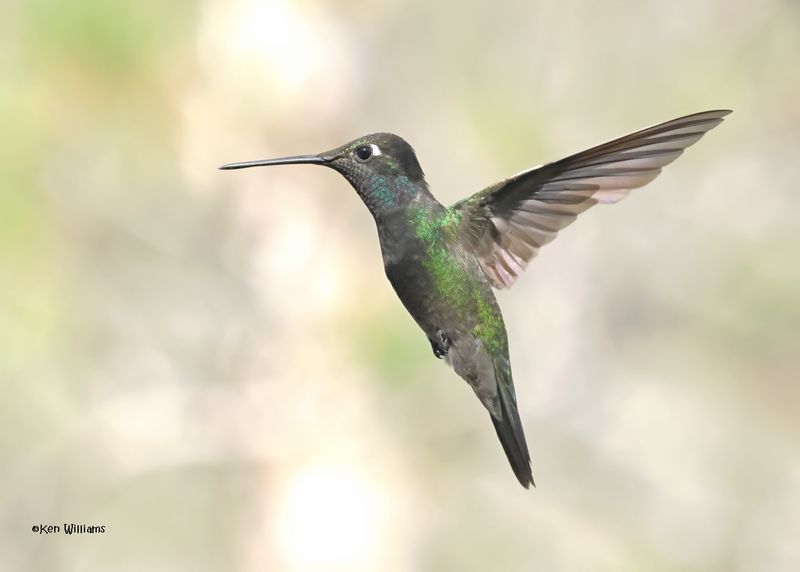 Rivoli's Hummingbird male, Paradise, AZ. 4 9-4-2024_8306z.jpg